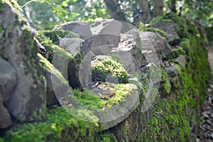 The woodland walks up the Welsh Mountains in Abergavenny