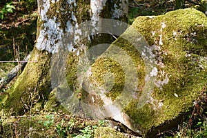 The woodland walks up the Welsh Mountains in Abergavenny