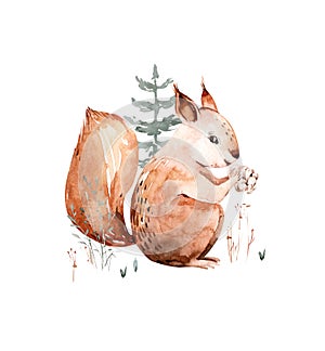 Woodland watercolor cute animals baby squirrel . Scandinavian squirrel forest nursery poster design. Isolated charecter