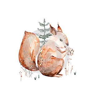 Woodland watercolor cute animals baby squirrel . Scandinavian squirrel forest nursery poster design. Isolated charecter photo