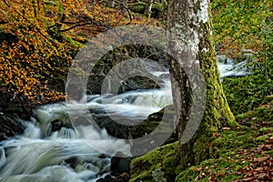 A woodland waterfall