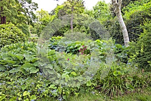 Woodland wild summer garden with lush vegetation