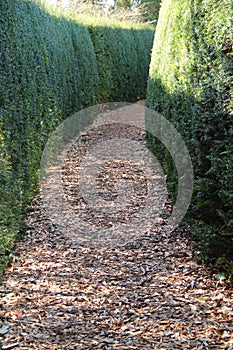 Woodland Woodchip Path.