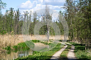 Woodlands in Dolina Baryczy, Poland