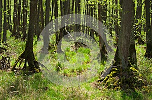 Woodlands in Dolina Baryczy, Poland