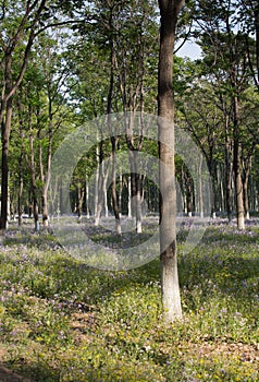 Woodlands in North-eastern Beijing, China in May