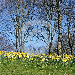 Woodlands in springtime