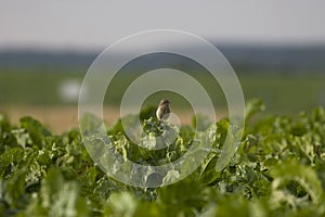 Woodlark