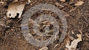 woodlice crawling on the ground