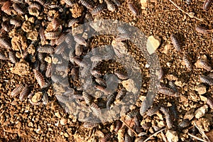 Woodlice on the earth
