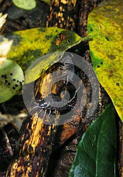 woodlice in humid tropical forests