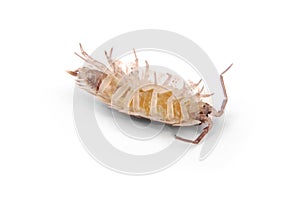 Woodlice Porcellio scaber isolated