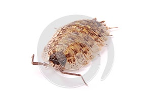 Woodlice Porcellio scaber isolated