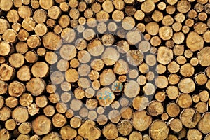 Woodlogs