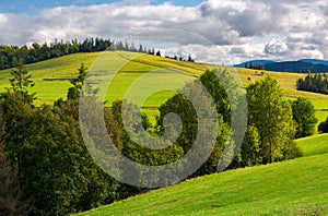 Woodlot on a grassy hillside