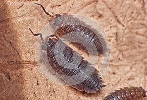 Woodlouse