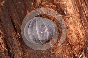 Woodlouse Armadillidium nasatum