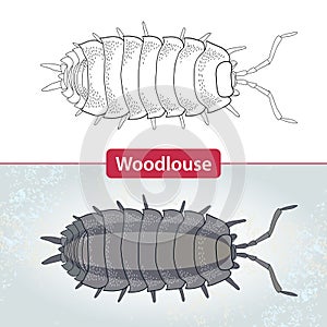 Woodlouse or armadillo bug on white and on the textured gray background