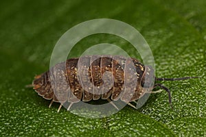 Woodlouse
