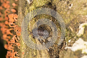 Woodlouse and colorful fungi on trunk