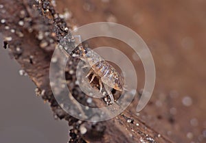 Woodlouse photo