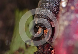 Woodlouse photo
