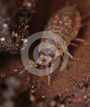 Woodlouse photo