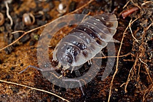 Woodlouse