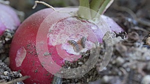 Woodlouse Eating Radish