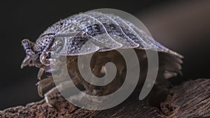 Woodlouse extreme close up