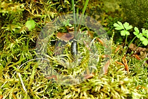 woodlouse on green moss clodeup natural forest texture background