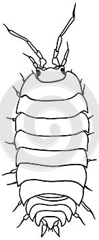 Woodlouse - monochrome vector drawing