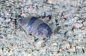 Woodlouse