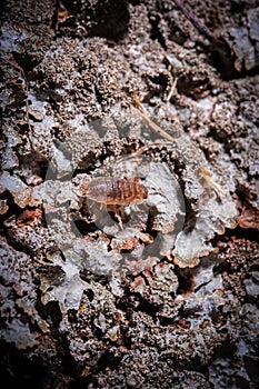 A woodlouse Oniscidea crawling on an old log photo