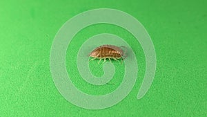 Woodlouse, pill bug on green background. Woodlice, slater. Insects isolated