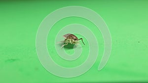 Woodlouse, pill bug on green background. woodlice, slater. Insects isolated