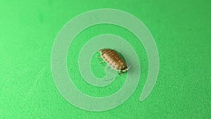 Woodlouse, pill bug on green background. woodlice, slater. Insects isolated