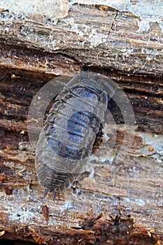 Woodlouse