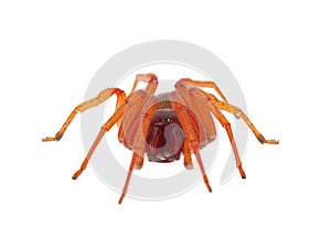 Woodlouse spider isolated on white background, Dysdera crocata photo