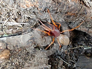 Woodlouse spider on tree roots