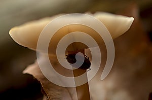 A woodlouse under a wild mushroom