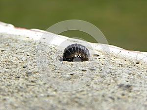 A woodlouse walking on concrete at sunny day