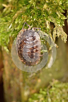 Woodlouse