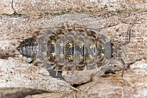 Woodlouse on wood