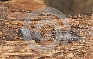 Woodlouse on wood, extreme close-up