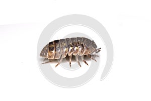 Woodlouse Wood Louse crustacean On White Background