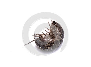 Woodlouse Wood Louse crustacean On White Background