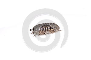 Woodlouse Wood Louse crustacean On White Background