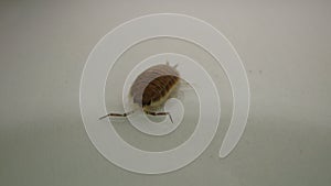 Woodlouse , wood louse , woodlice , wood lice , slater on on white background . insect - close up . animal . wildlife . bug - wild
