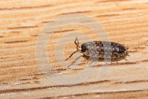 Woodlouse on wooden texture. Woodlouse Armadillidium nasatum. Wood louse on wooden floor. Single woodlouse on home floor.